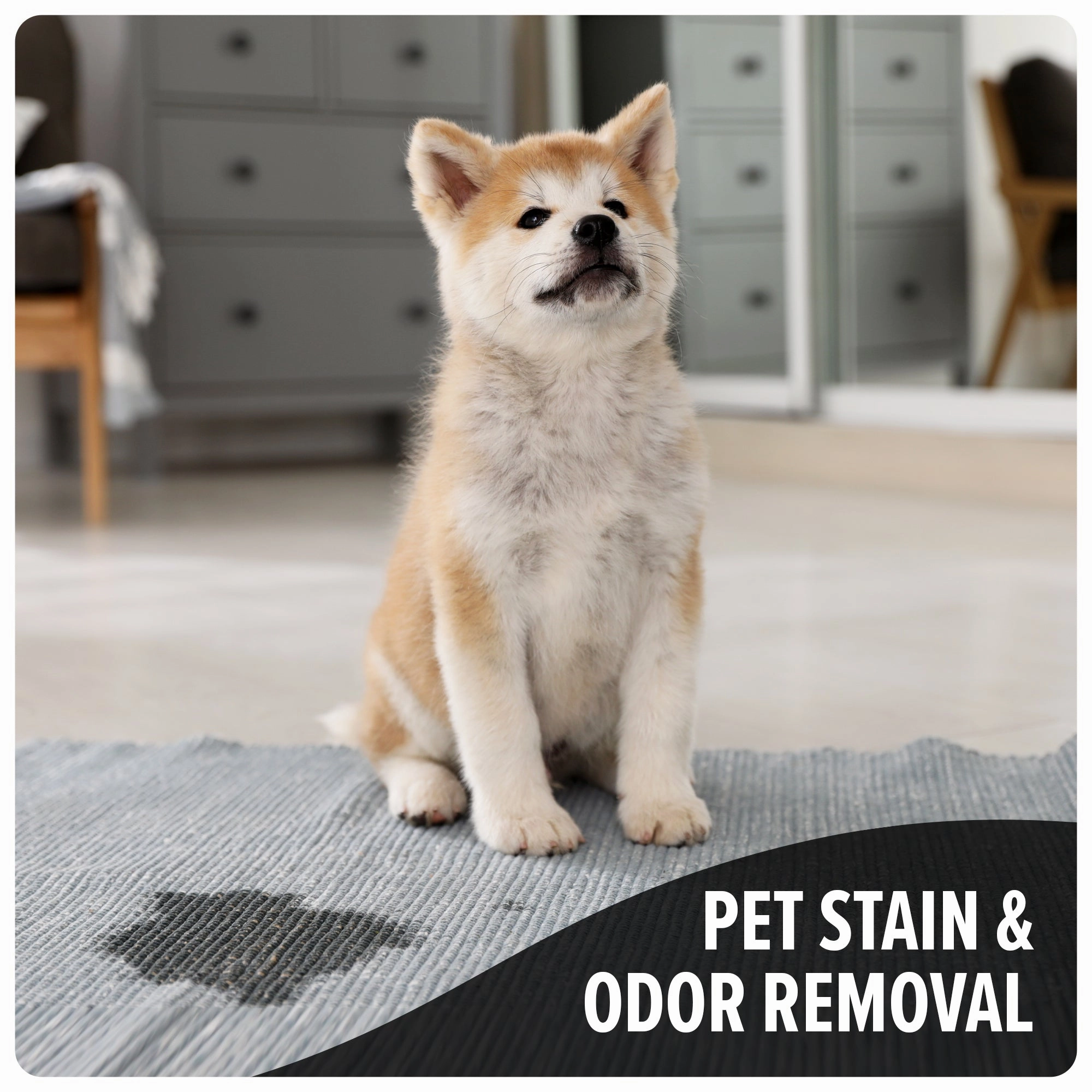 Carpet Cleaner   Pet Carpet Cleaner Solution Bundle